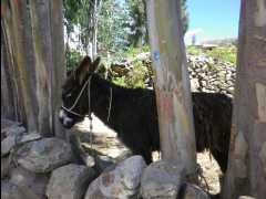 Island Amantani06
